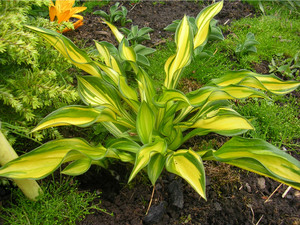 LITTLE TRUSARE (Размер S)