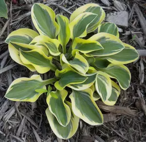 LUCKY MOUSE (Размер mini)