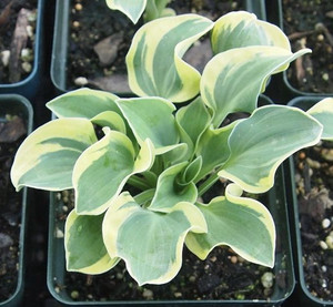 MOUSE CAPADES (Размер mini)