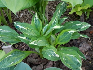 MOULIN ROUGE (Размер М)