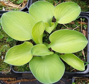 MAGICAL MOUSE ЕARS (Размер mini)