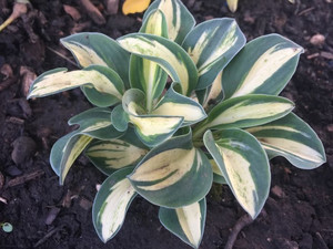 MOUSE TRAP (Размер mini)